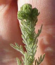 Deinandra increscens Bud